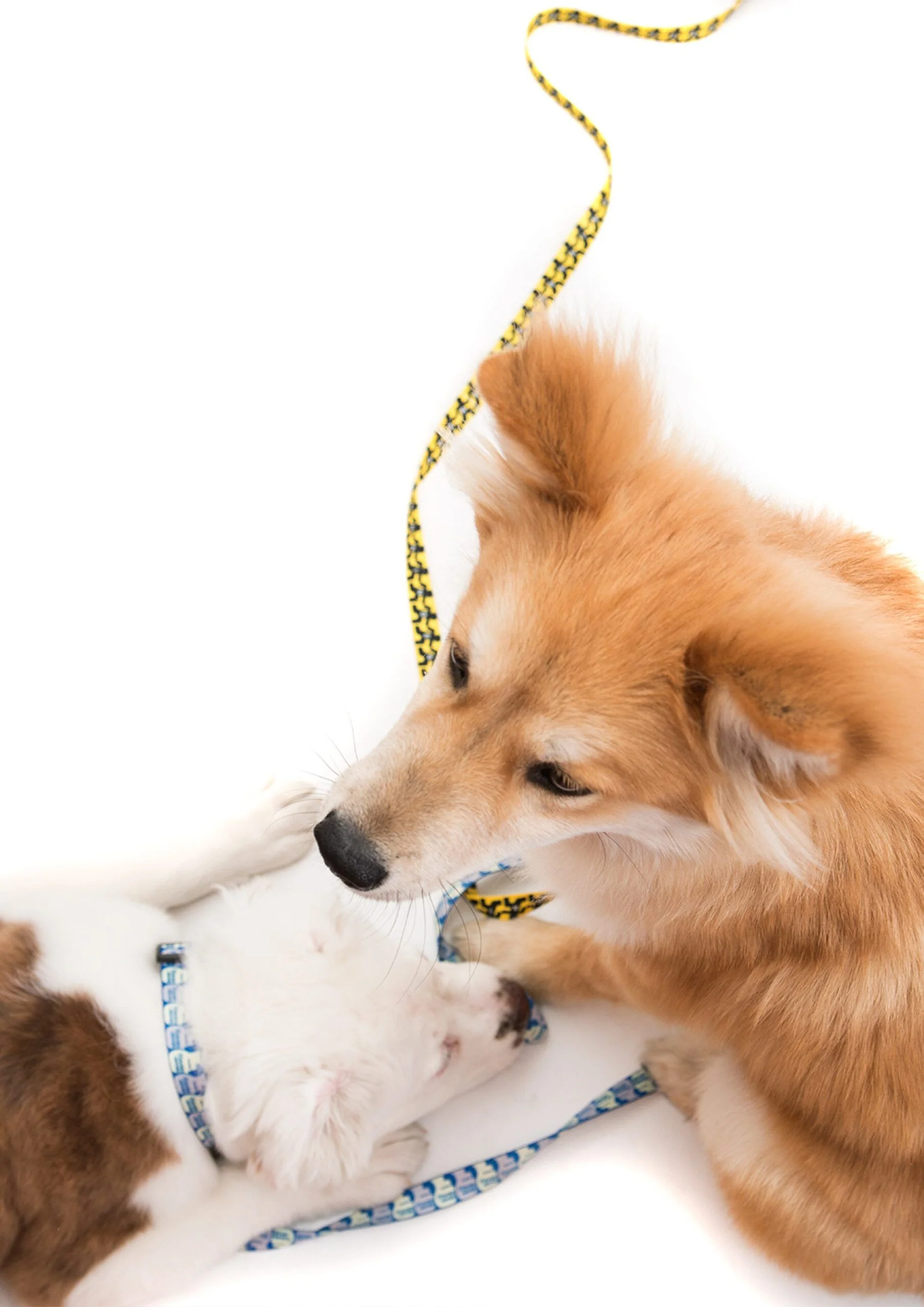BRAIN DEAD RUNNING MAN DOG COLLAR - Image 4