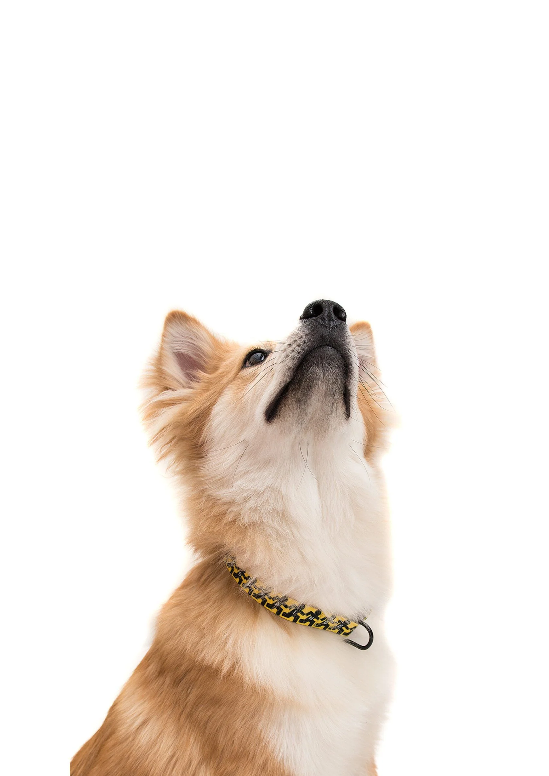 BRAIN DEAD RUNNING MAN DOG LEASH - Image 3